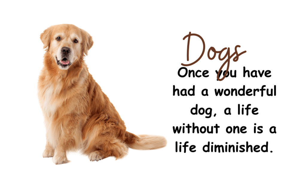 How Dogs Make You Happy-Reasons and Different Ways Dogs Make You Happy